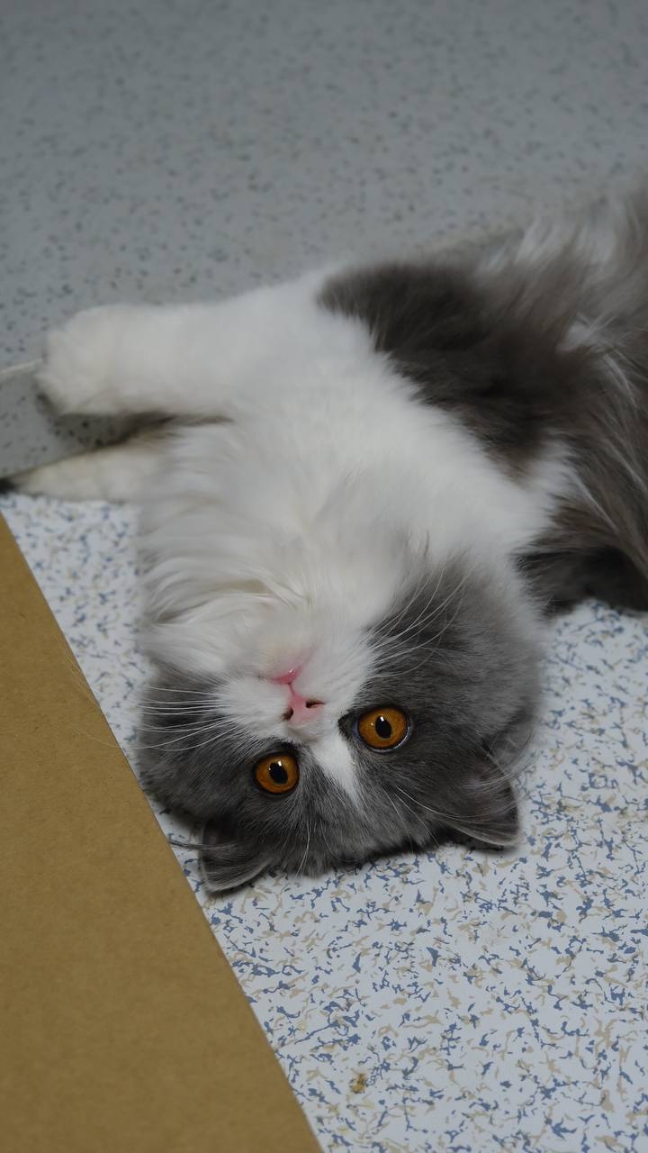 IMAGE 2024-05-20 16:25:08.jpg