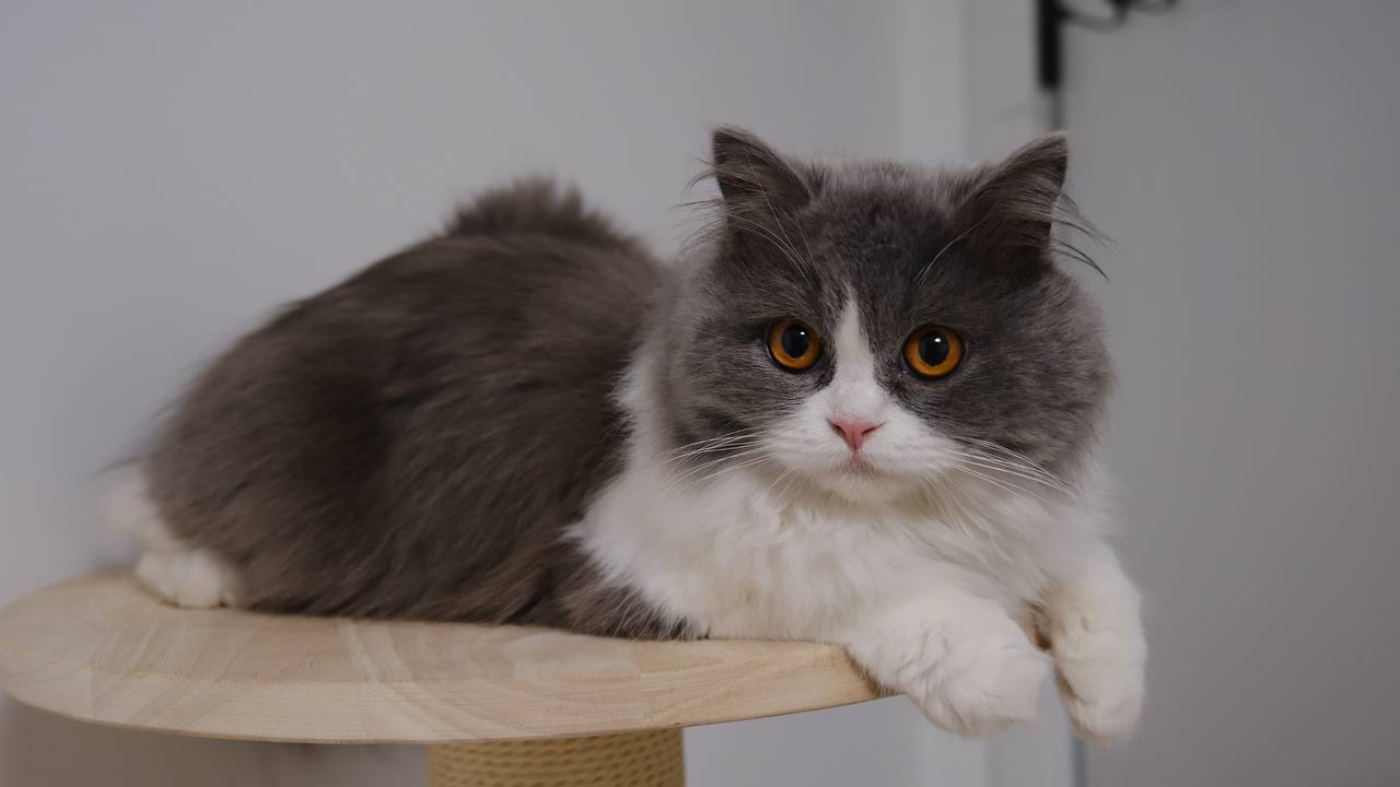 IMAGE 2024-05-20 16:25:18.jpg